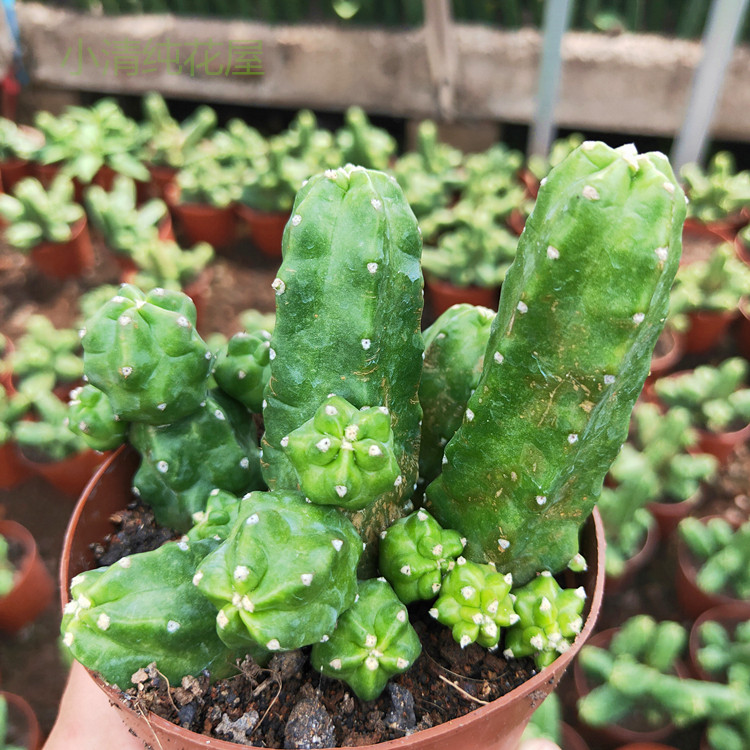 仙人桃太郎开大花仙球无鹿角柱属防辐射多肉植物多肉植物