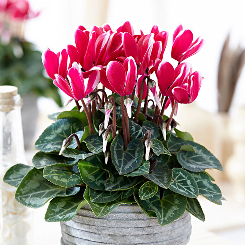 仙客来盆栽带花苗兔耳花四季开花卉好养大花室内阳台观花年宵植物