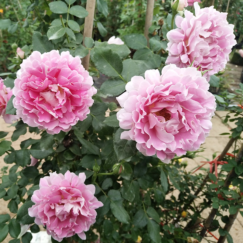 梦幻褶边月季爬藤藤蔓蔷薇花苗藤本月季特大四季花卉