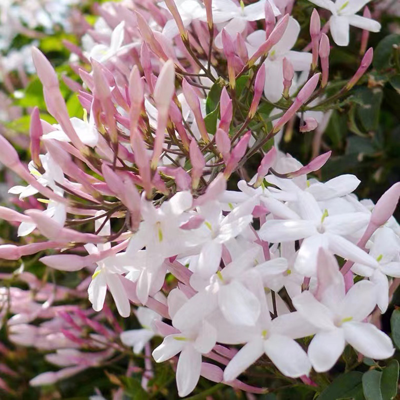 多花素馨盆栽花苗多年生藤本攀援爬藤观花植物时令草本花卉