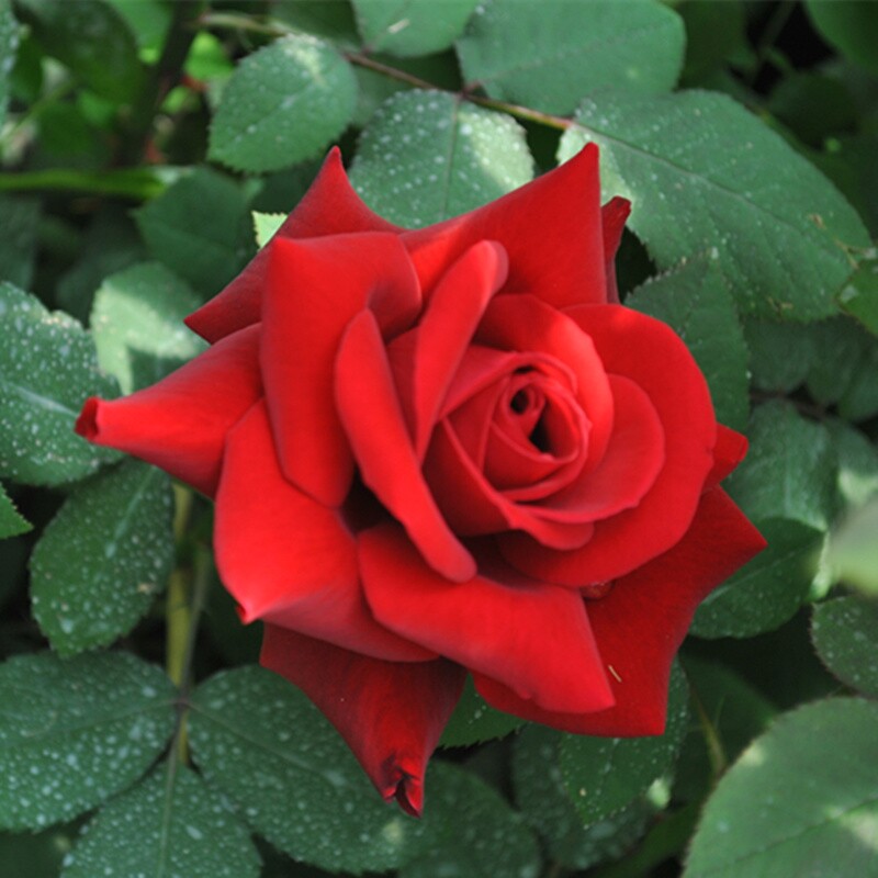 阳台纯红红色大花月季苗梅朗口红玫瑰盆栽四季时令草本花卉