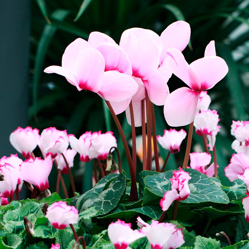 仙客来盆栽带花苗兔耳花四季开花卉好养大花室内阳台观花年宵植物