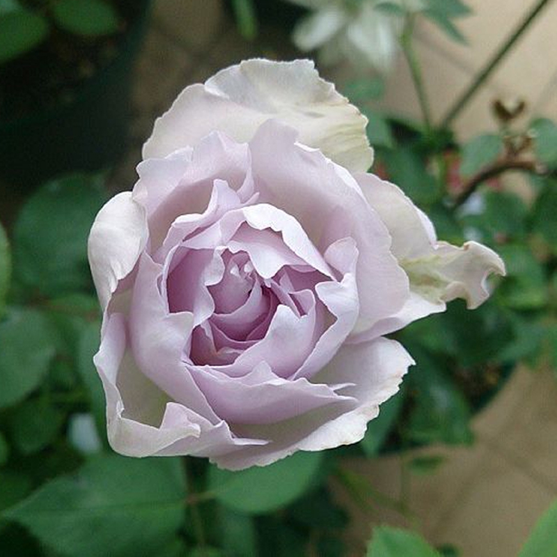 灌木浓香月季月季花花苗路西法光之天使枝条细弱时令草本花卉