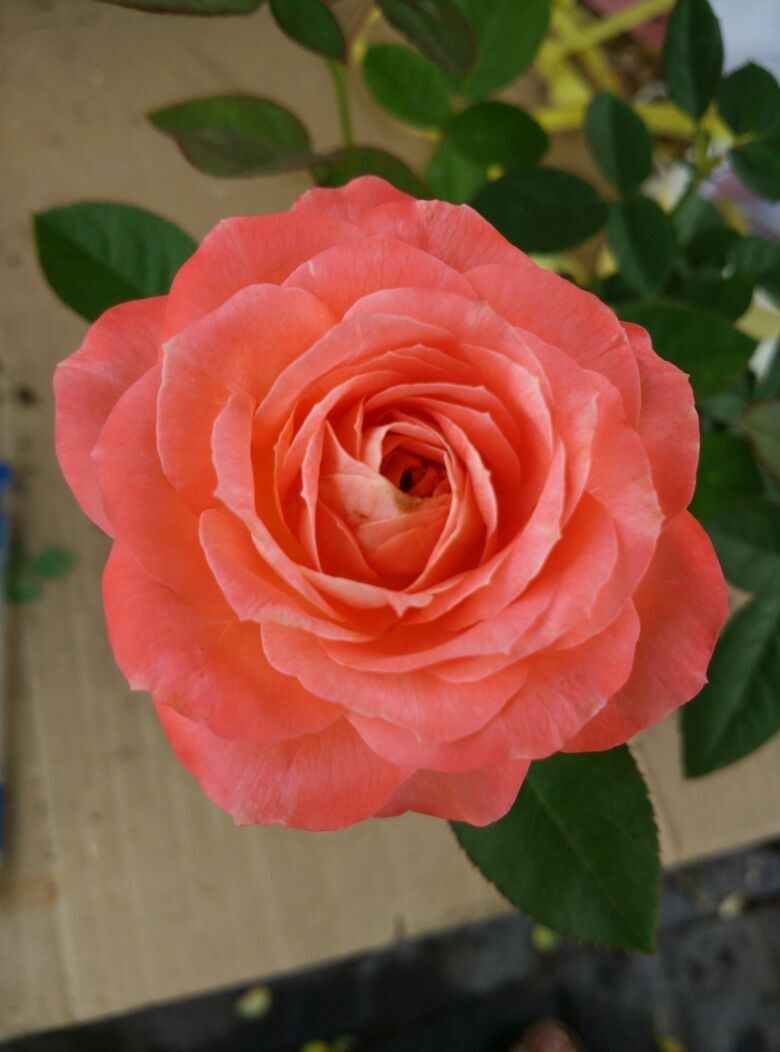 阳台欧月诺娃大花四季开花微型月季玫瑰绿植时令草本花卉