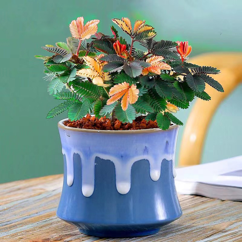 彩虹含羞草盆栽趣味植物阳台室内教室绿植养活绿植