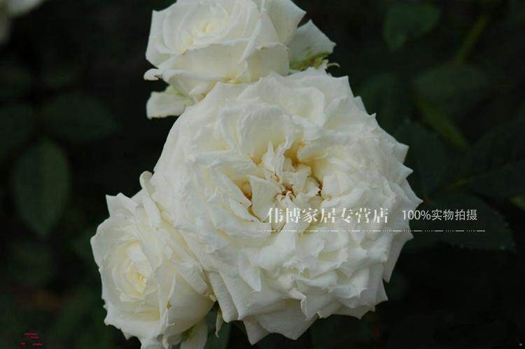 阳台荷兰盆栽月季月季花花苗纯净大花微月纯白色时令草本花卉