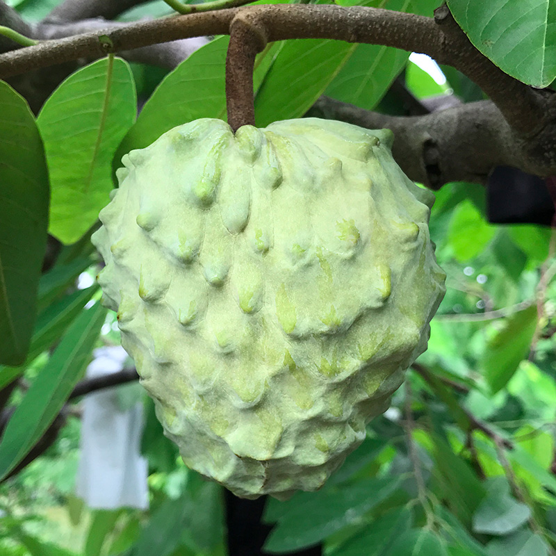 水果台湾牛奶释迦新鲜大目佛头荔枝当季摩尼番荔枝