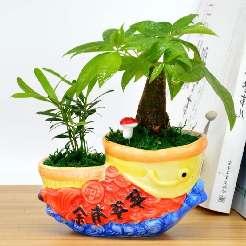 招财猪坚持花盆人参榕文竹辫子发财树盆栽懒人容易养办公室店铺桌