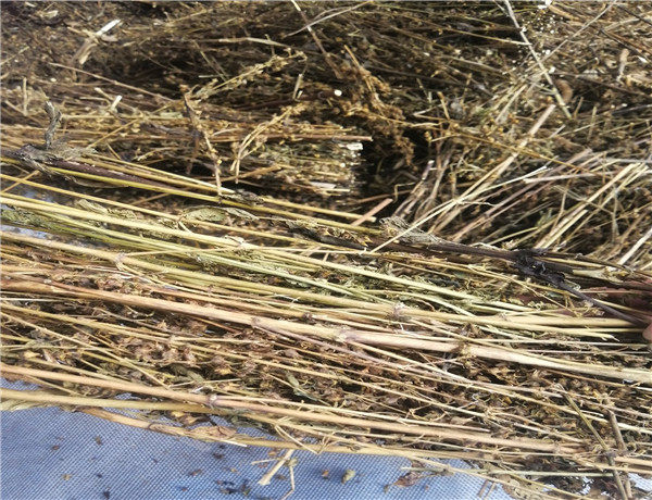 茵陈中药材250克包邮西藏天然菌陈正品草茶肝胆其他药食同源食品