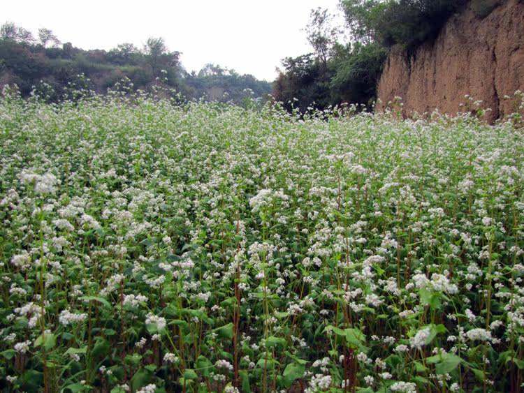 荞麦返璞归真山西石磨面粉农家自磨面粉