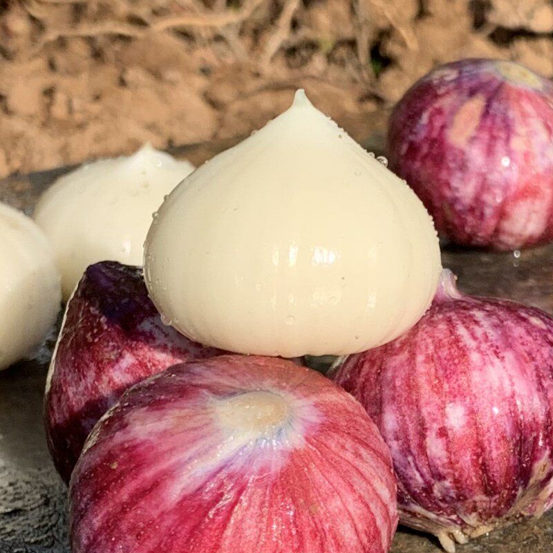 2022现挖农家紫皮独头新鲜辣湿大独蒜头云南大蒜