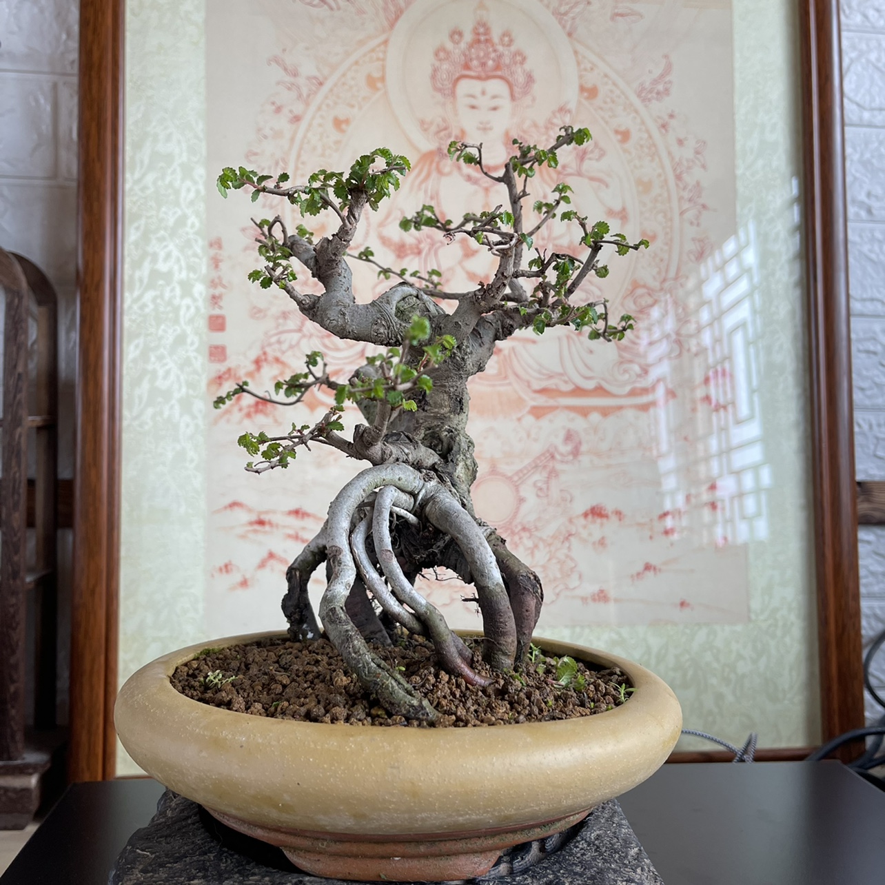 盆景盆栽顺丰包邮矮榆树老桩办公室微型绿植茶台绿植