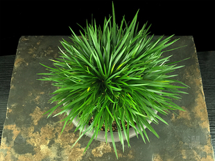 金钱菖蒲绿植办公室盆栽小型茶室摆件文玩香草花卉室内蒲草