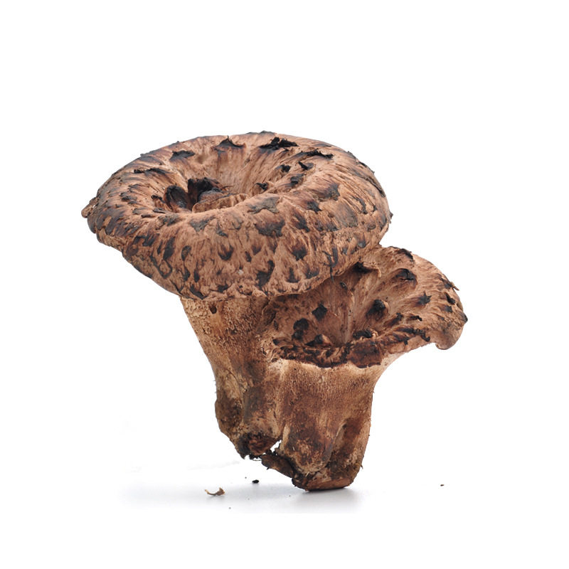 黑虎掌菌野生新鲜特级非干货珍稀野生獐子菌味道香浓1000g包邮装