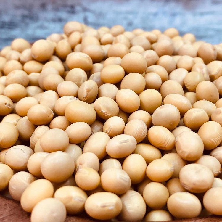 800g有机生态园自种黄豆农家转基因大豆无污染杂粮黄豆