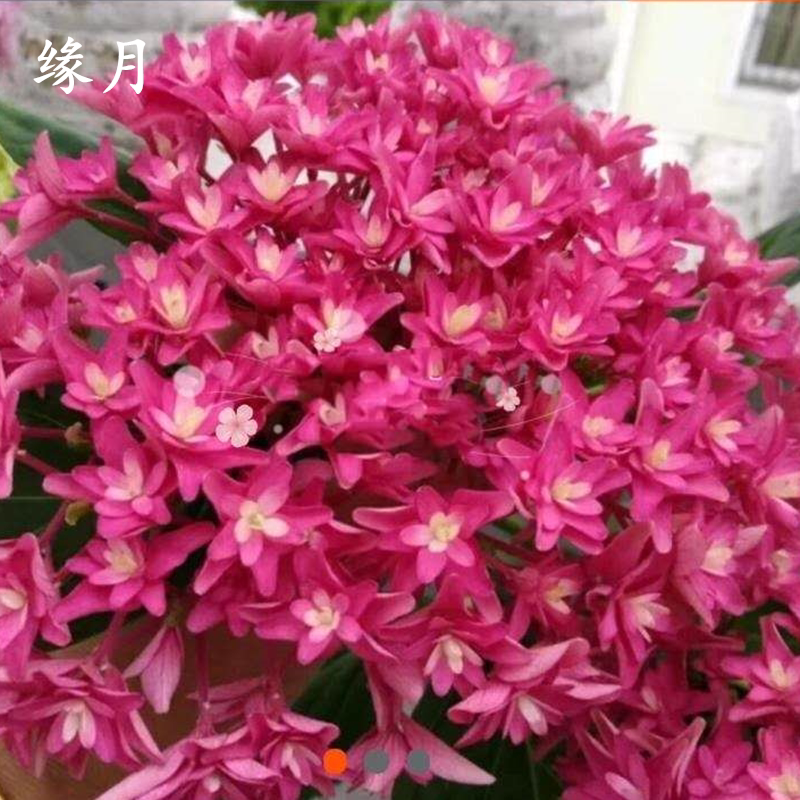 缘月月季园戴安娜王妃许愿星重瓣绣球花苗八仙花可调色花径大