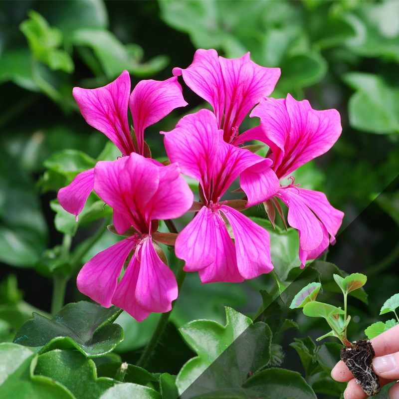 秋季新品垂吊天竺花苗四季开花阳台花卉