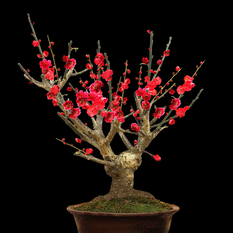 梅花盆栽老桩盆景红梅腊梅树苗花卉耐寒植物室内阳台庭院花苗好养
