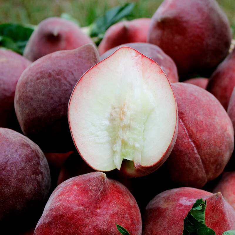 云南红宝石桃子脆甜毛桃新鲜孕妇水果鹰嘴黑美人桃