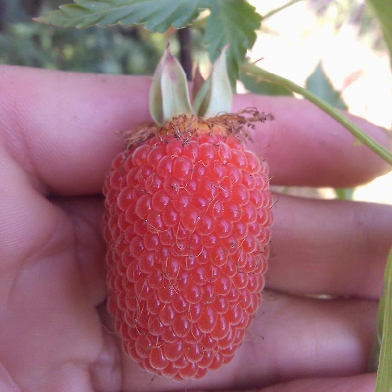 新鲜刺萢水果孕妇草莓野生泡蓬掌叶三月树莓其它