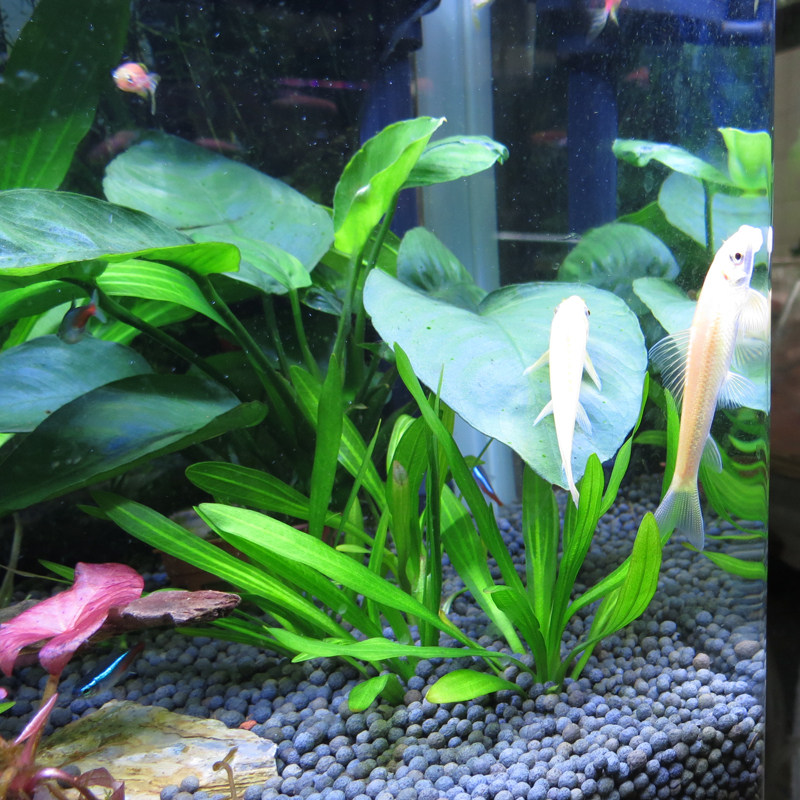 水族造景懒人水草真水草迷你乌拉圭皇冠鱼缸养鱼水草大叶九冠皇冠