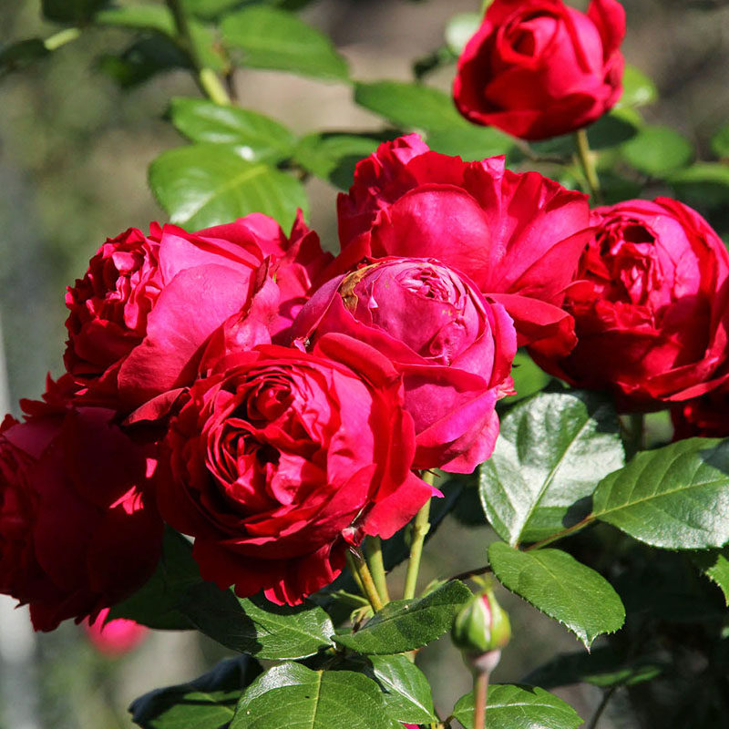 藤本月季红色龙沙宝石红龙庭院爬藤花苗大花四季时令草本花卉