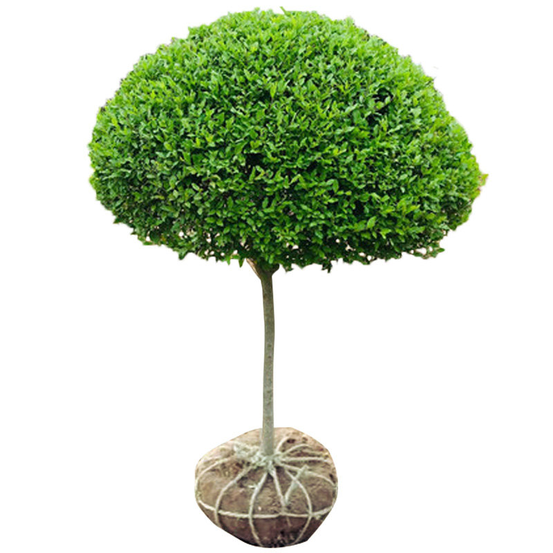 小叶女贞树苗球形造型别墅庭院绿篱绿化工程四季时令草本花卉