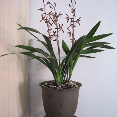 兰花盆栽兰花苗墨兰室内阳台花卉植物四季常青净化空气吸甲醛好养