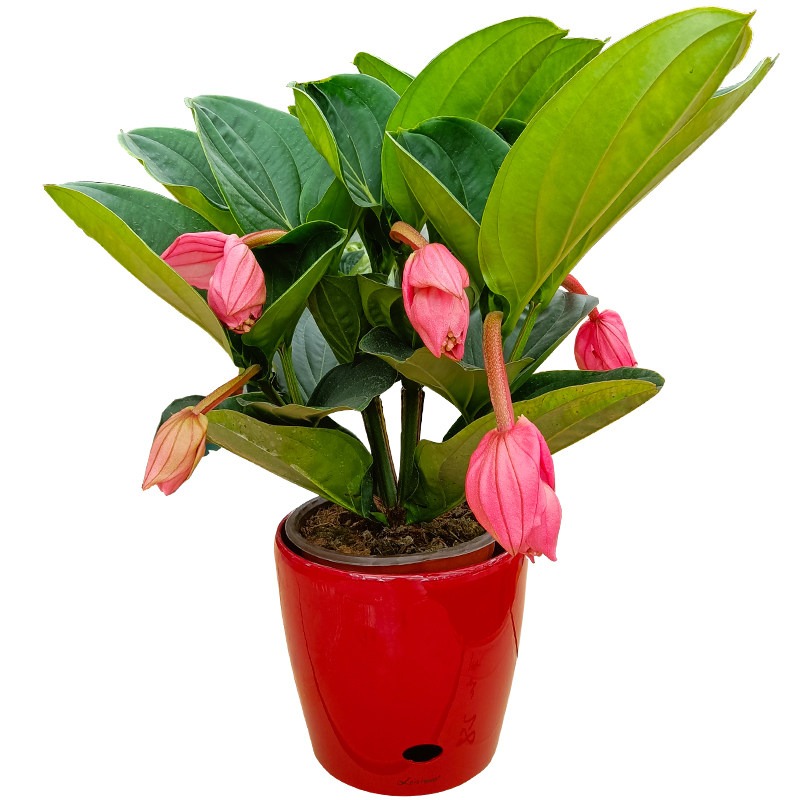 进口宝莲灯花盆盆栽大棵花苞室内客厅阳台花卉时令草本花卉