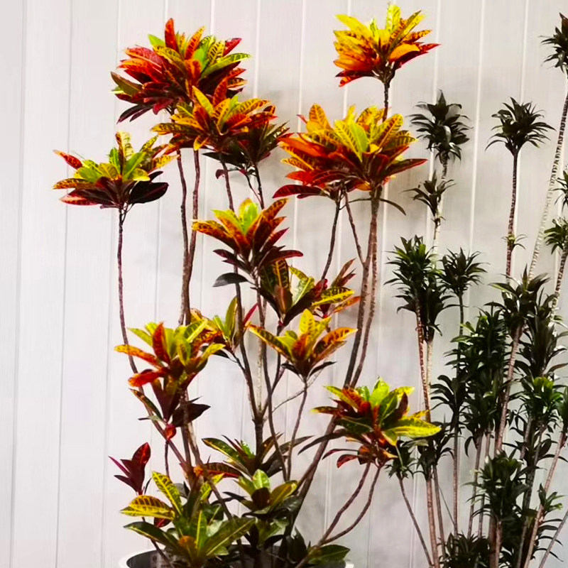 绿植变色盆栽七彩彩变叶木室内阳台甲醛户外大型绿植