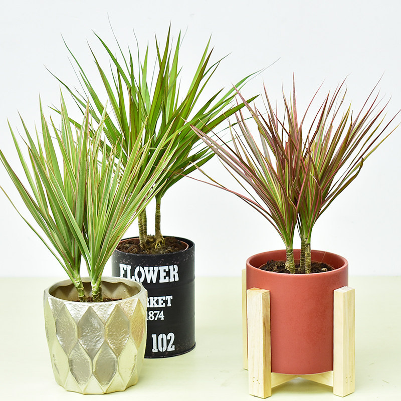 七彩水培室内欧风北欧ins马尾龙血五彩三色绿植