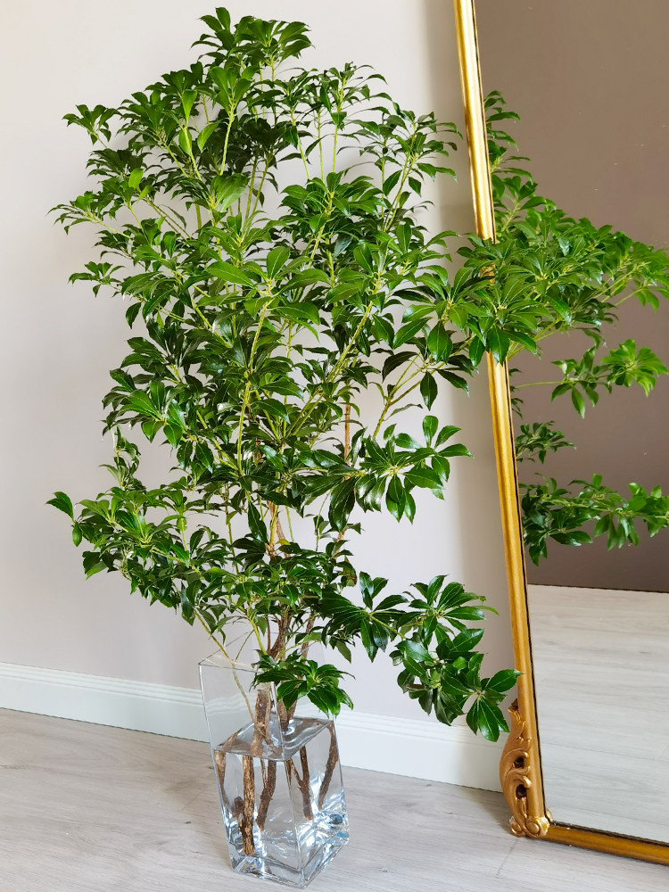 植物马醉木水培日本吊钟进口鲜枝水养花卉北欧绿植