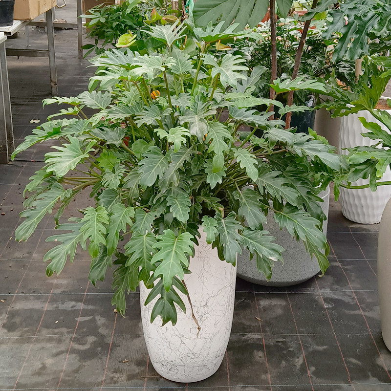 小天使蔓绿龙鳞桩春雨水培植植物客厅耐阴好养大型绿植