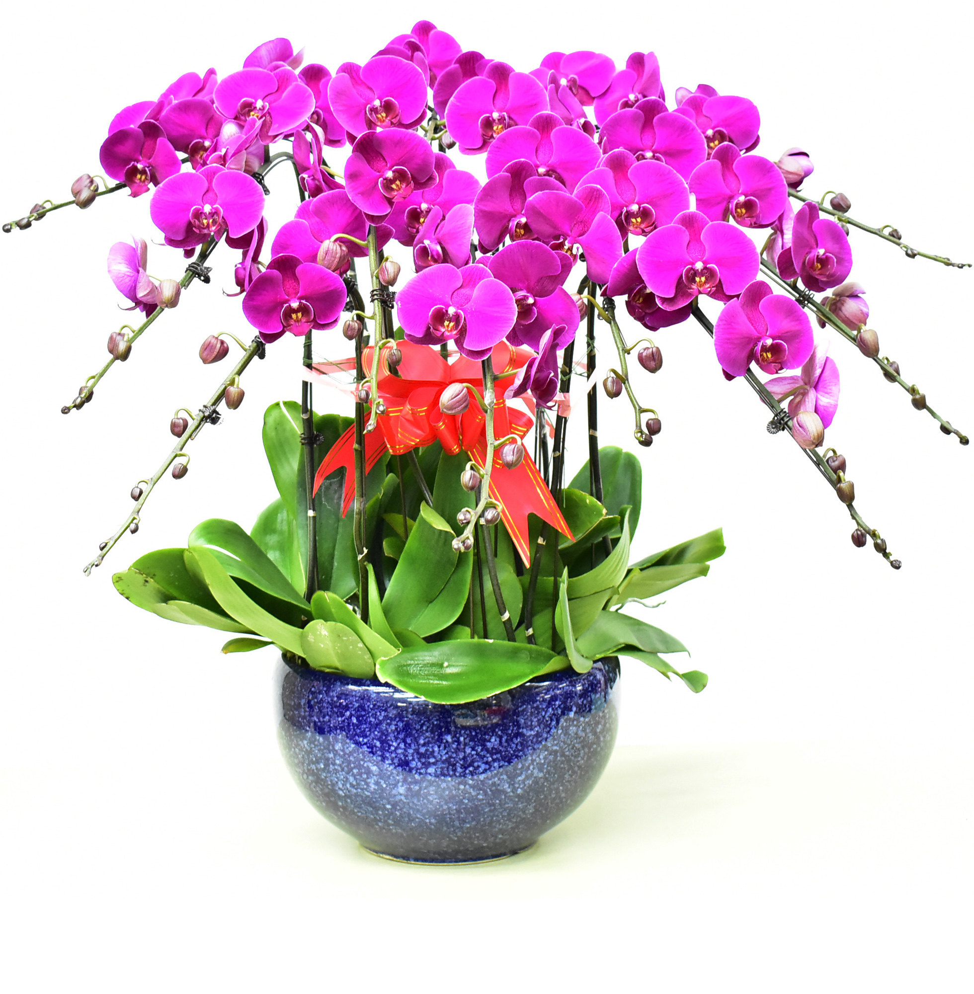 蝴蝶兰北京配送盆栽带花年宵客厅高档花卉鲜花时令草本花卉