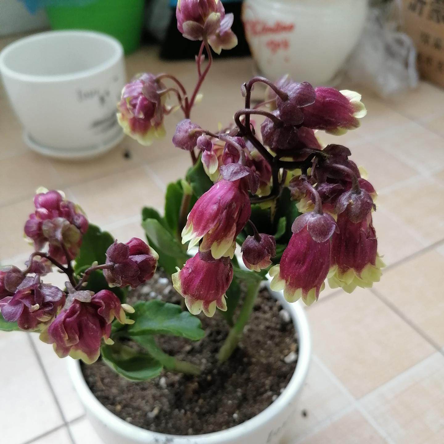 宫灯长寿花重瓣大花新品新款各种鲜花盆栽适合花卉