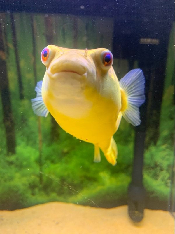 狗头非洲黄胖子凶猛南美胖子鱼网网红野斑河豚鱼