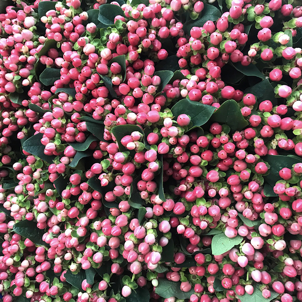 火龙豆绿发包地直明基南昆云南绿豆豆粉龙珠鲜花速递同城