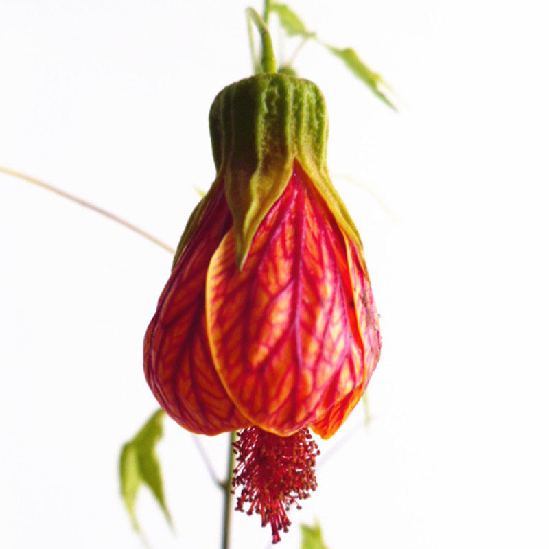 阳台花园垂吊花卉木本灯笼风铃花纹瓣悬铃金铃花盆栽倒挂金钟花苗