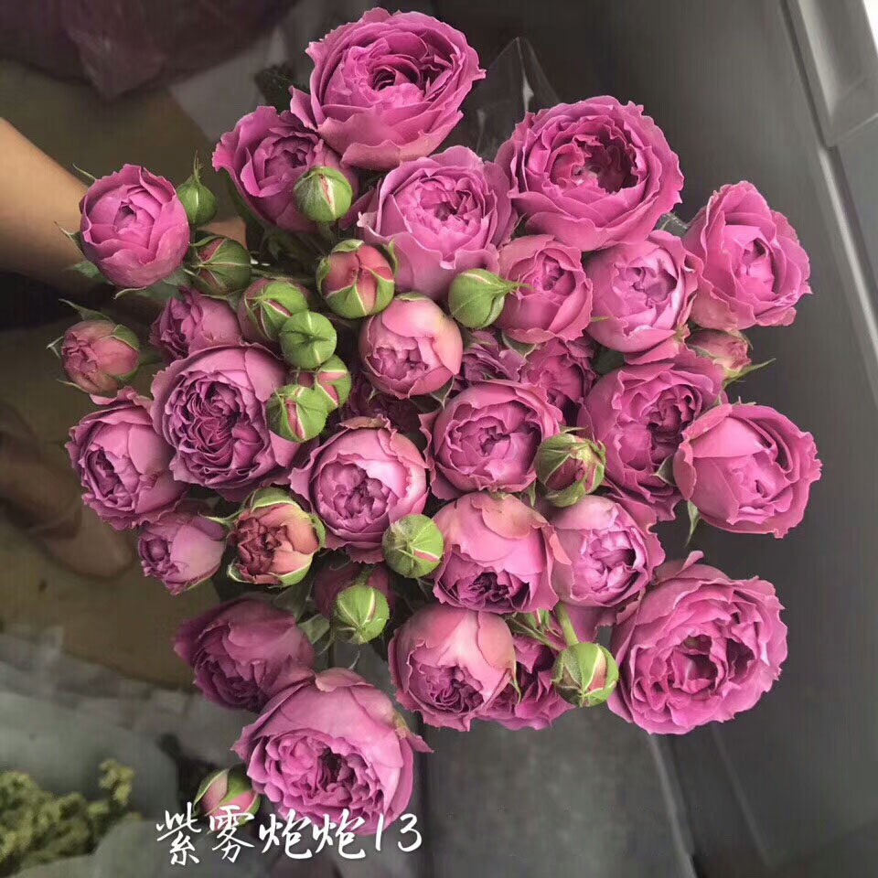 荷兰月季紫雾泡泡/迷雾泡泡欧月灌木切花月季玫瑰花苗多花