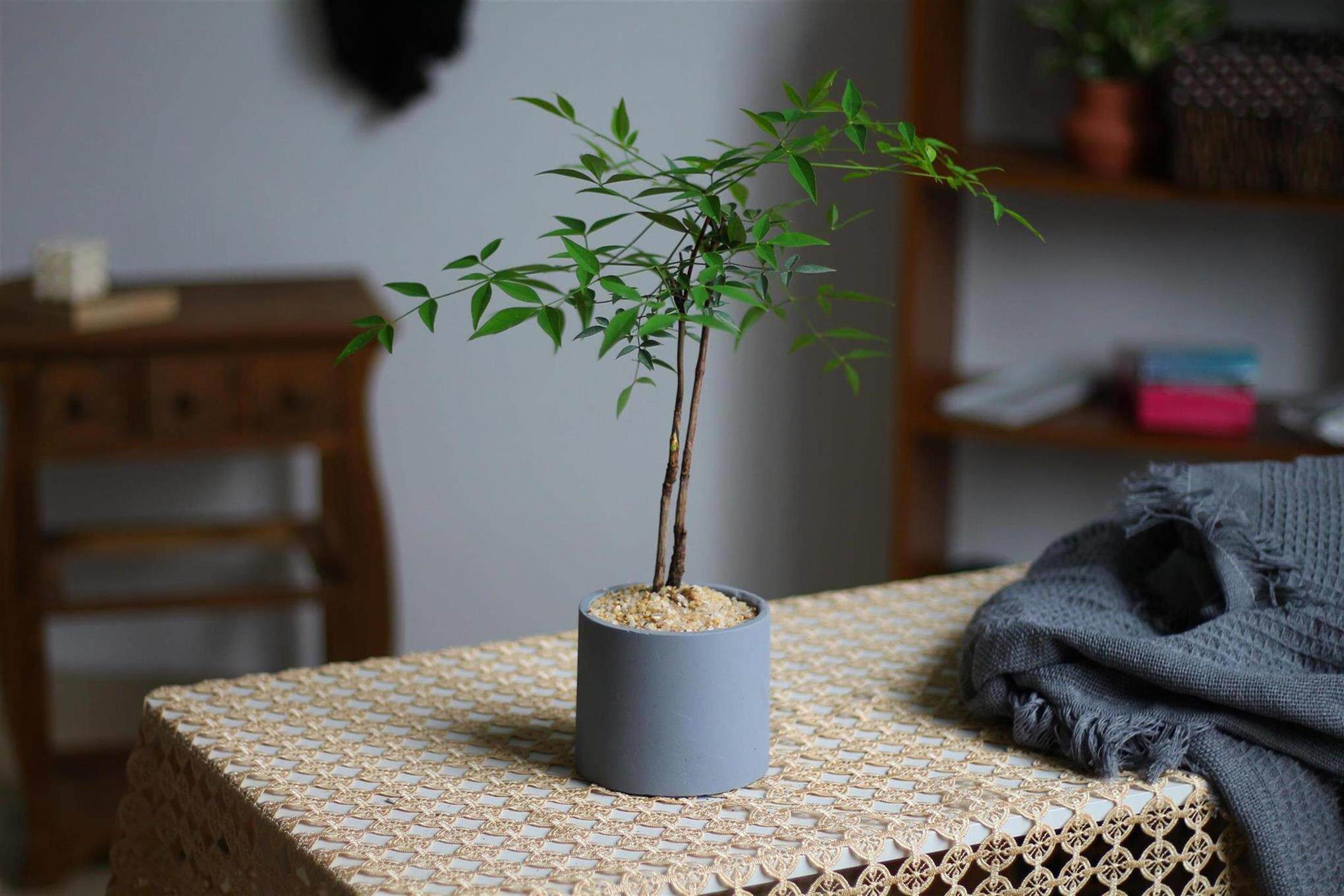 国风桌面植物叶植物净化空气观绿植办公室马醉木室内盆栽绿植