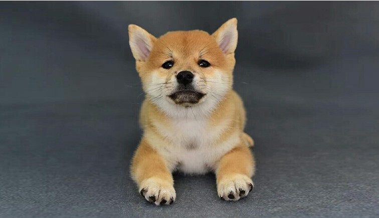 宠爱天下 宠太萌 日本柴犬宠物狗狗柴犬幼犬活体纯种