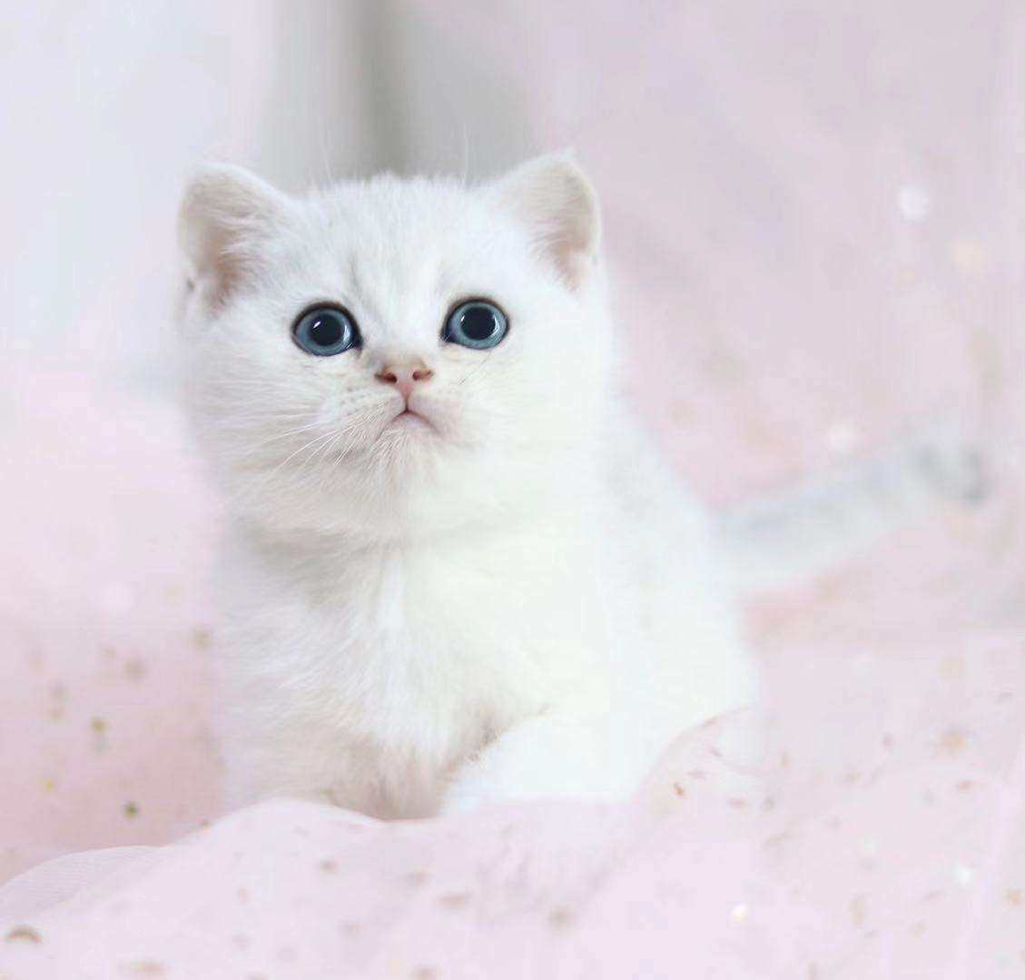 宠爱天下乳白白银渐层蓝白美英英国短毛猫咪猫咪