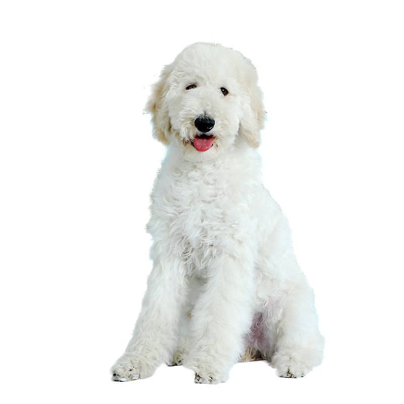 贵宾巨型宠爱天下纯种标准巨贵活体幼犬狗狗