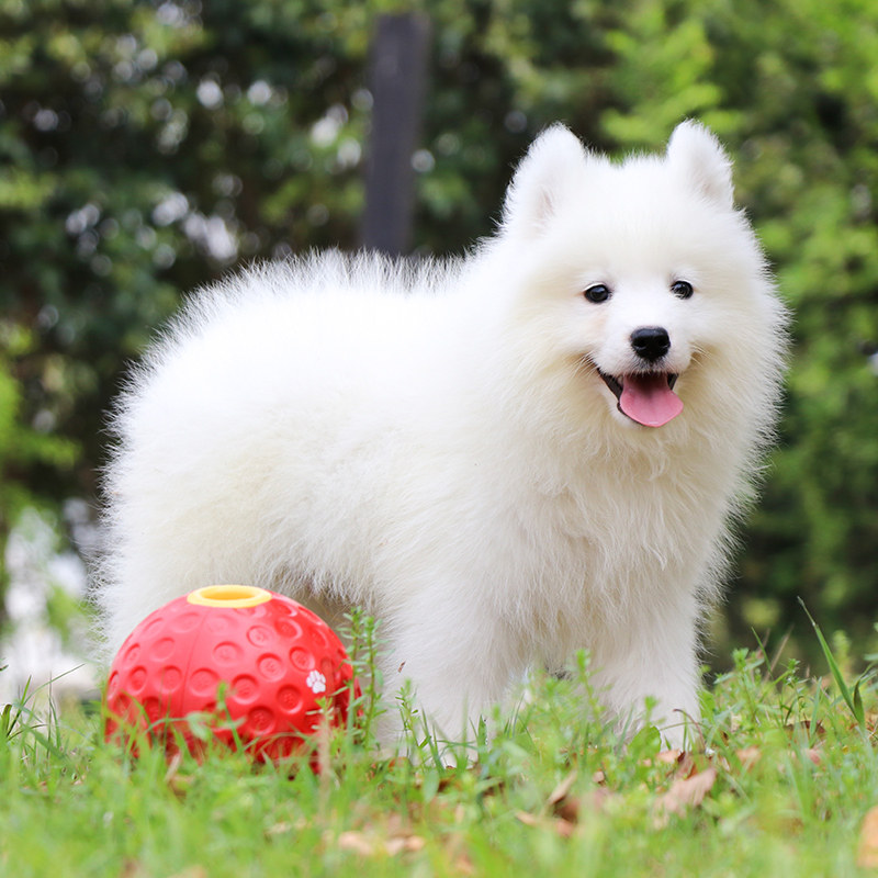 萨摩宠爱天下纯种耶幼活体宠物宠物狗狗狗微笑狗狗