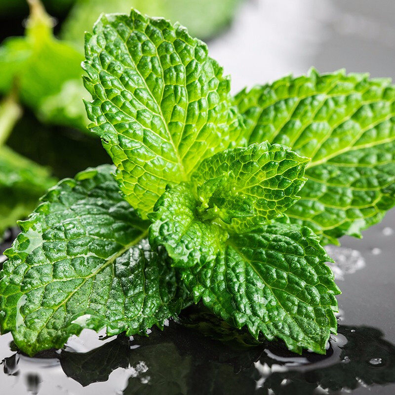 薄荷荷叶新鲜500g食用泡水装饰烘焙调酒水吧其它