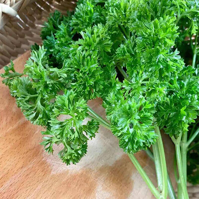 荷兰新鲜香芹兰欧西洋芹番500g西餐厅蛋糕摆盘其它