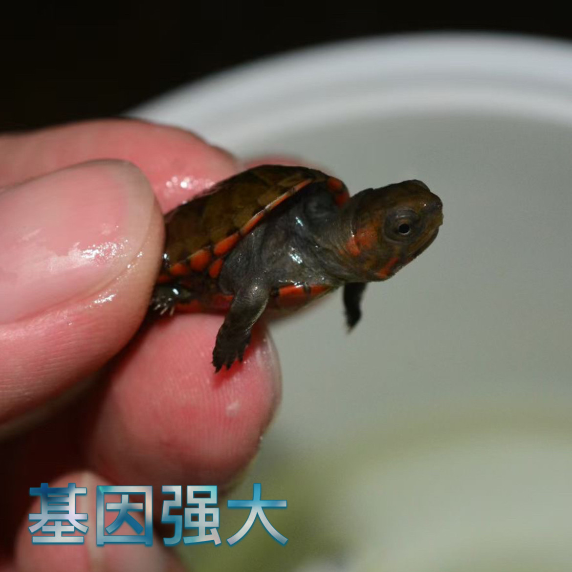 红面进口龟苗乌龟鱼缸宠物观赏活体深水龟红龟