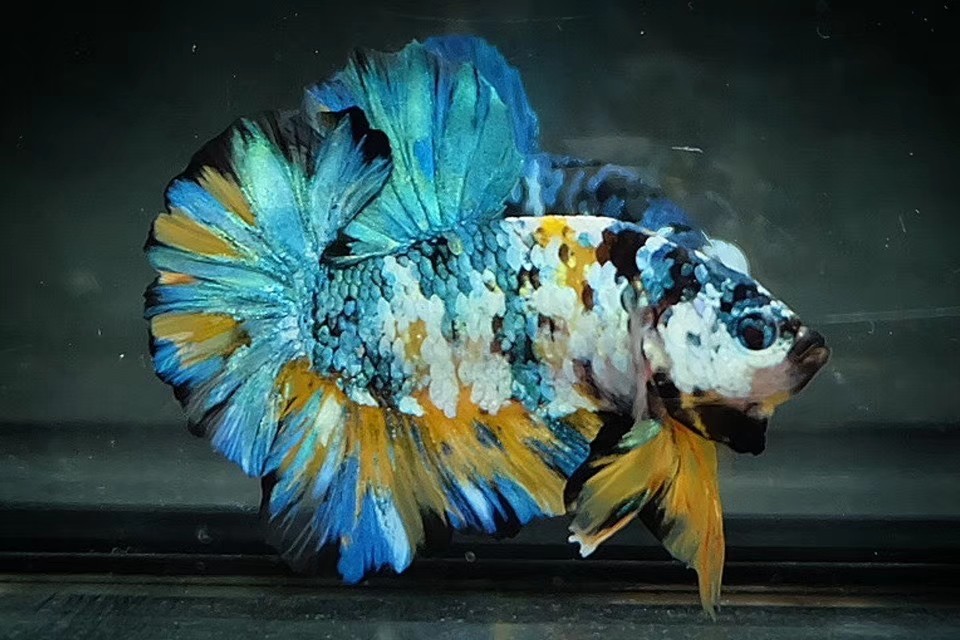 哈尔滨泰国斗鱼精品高端黄底星河坦克巨斗观赏鱼鱼