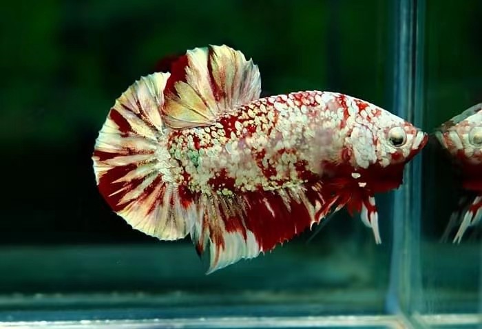 哈尔滨泰国斗鱼精品高端黄底星河坦克巨斗观赏鱼鱼