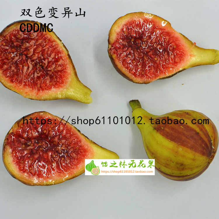 枝条无花果黑帝帝王白马i258德拉bnr日马马达果树